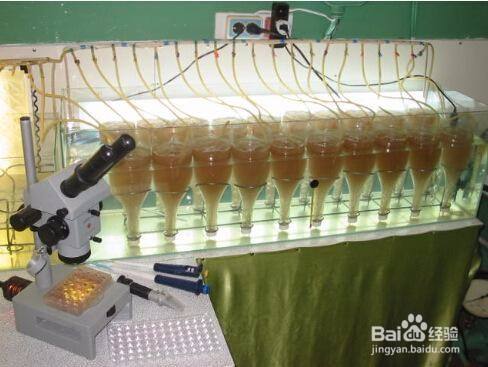 实验室如何喂养斑马鱼