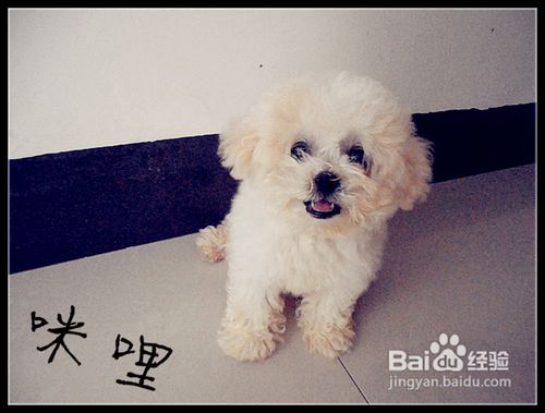 饲养比熊狗狗频繁抓脸是怎么回事