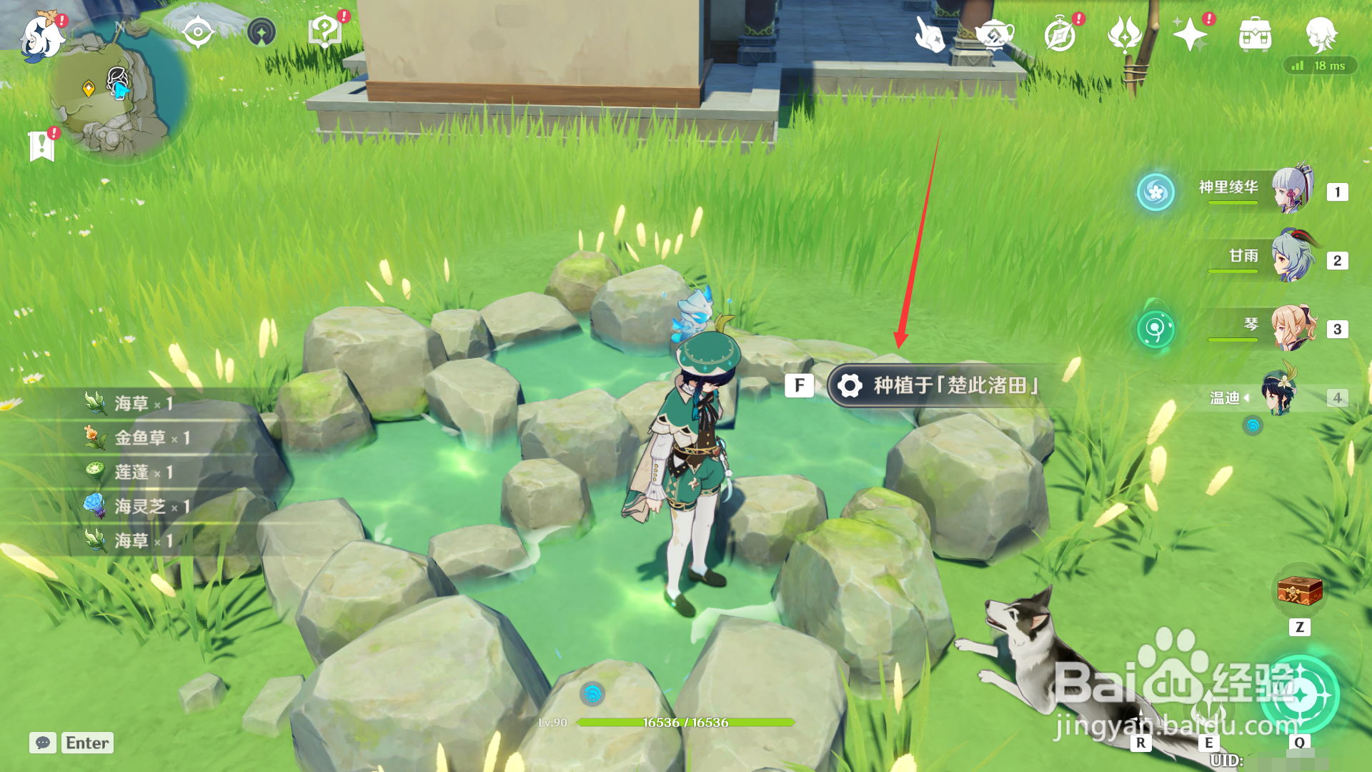 原神如何种植马尾