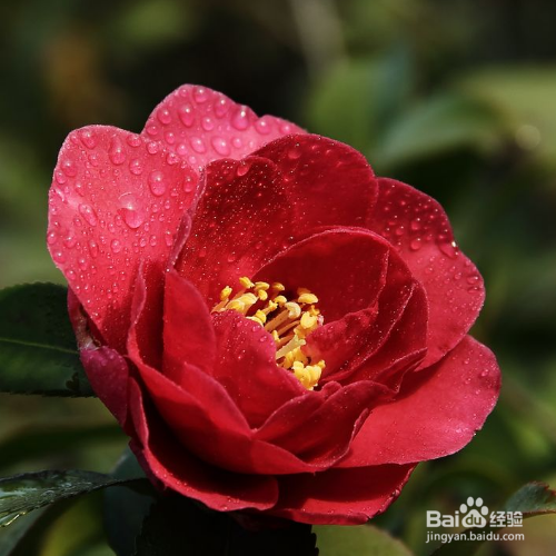 宁波市花为什么是茶花