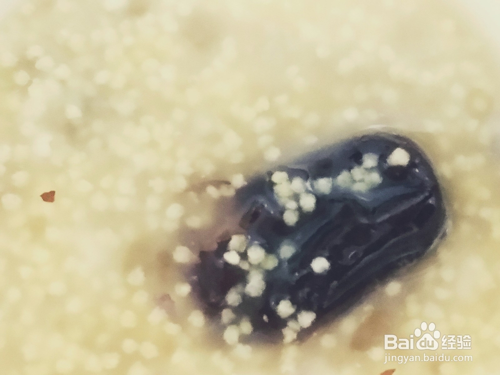 三米红枣粥的做法