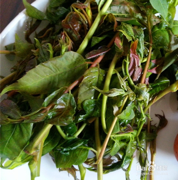 春季里来吃香椿——香椿煎鸡蛋