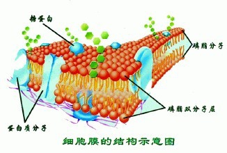 生物知识点3.1细胞膜---系统的边界