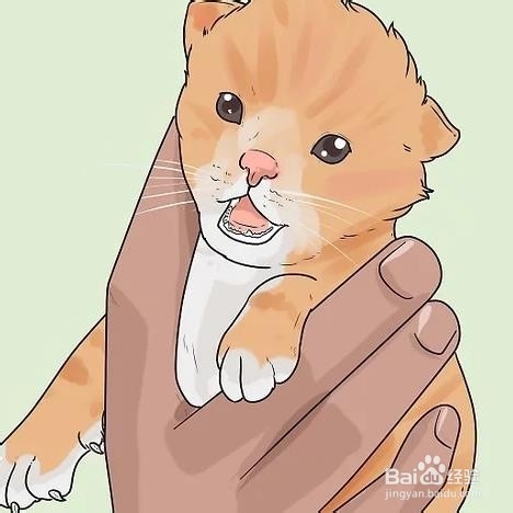 如何判断小猫年龄