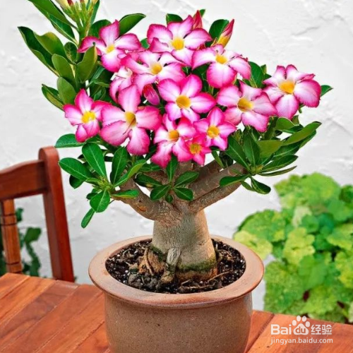 怎么能让沙漠玫瑰经常开花?