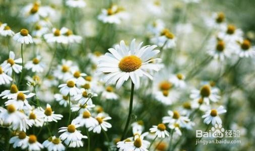 春天在家适合种些什么花草？