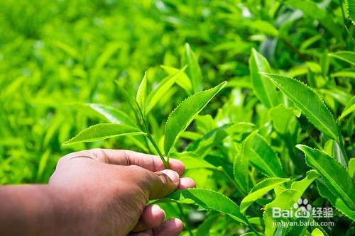 如何改善阴虚体质？