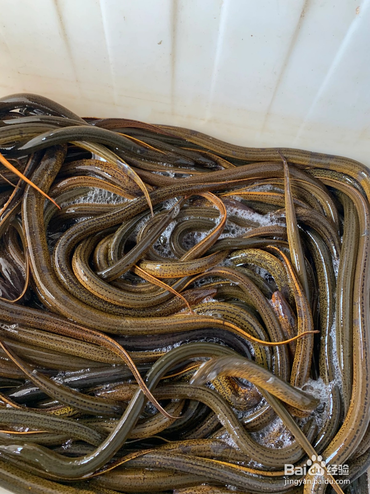 淮扬菜生炒鳝片