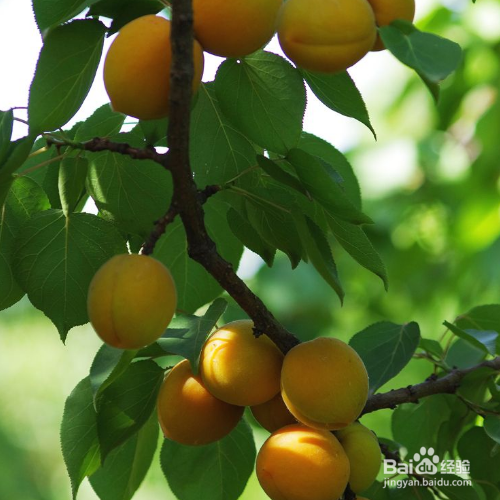 杏梅的培育方法和注意事项