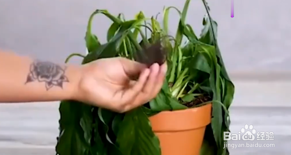 如何成为绿植医生