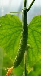 您知道这些蔬菜是不可以去皮吃的吗？