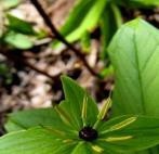 有哪些可食用植物的根、茎