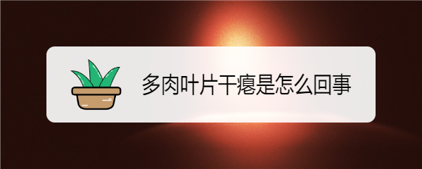 多肉叶片干瘪是怎么回事