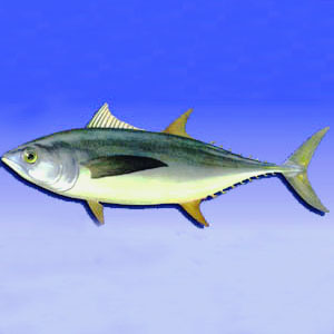 可以醒脑提神的食品有哪些