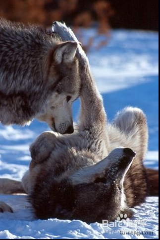 学习狼生存的哲学