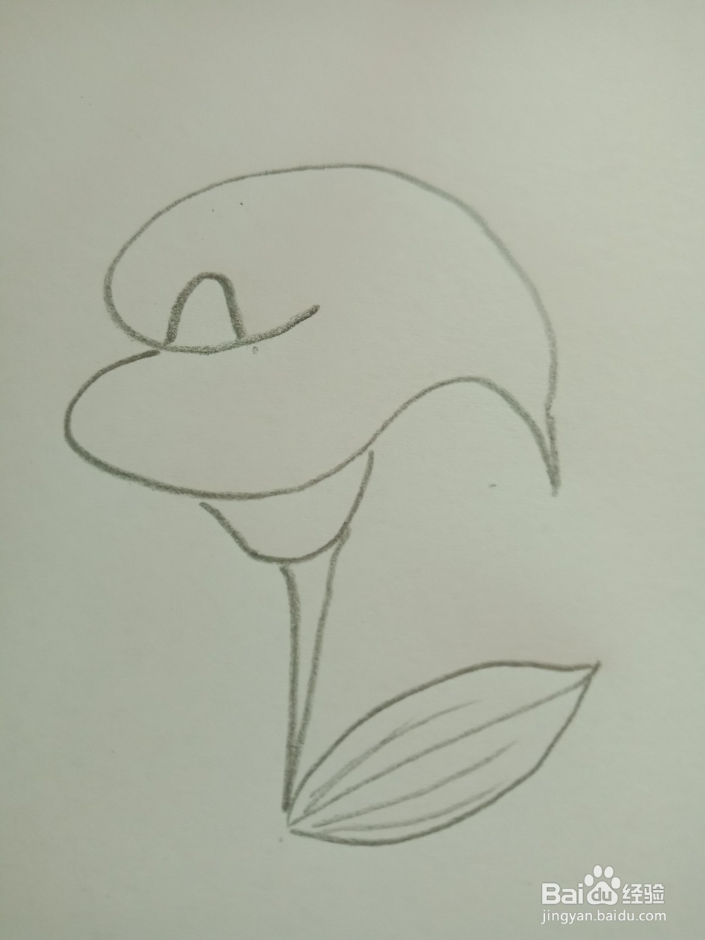 简笔画---马蹄莲