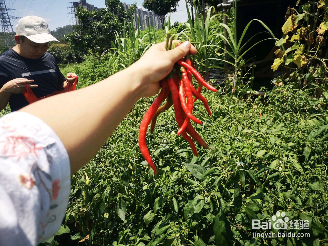 万能辣椒酱的做法