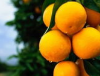 常吃橙子有什么好处