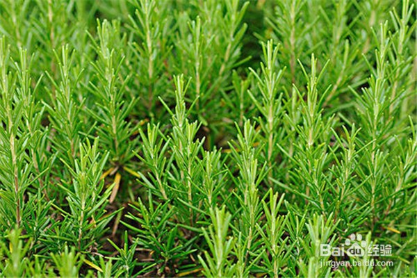 养殖迷迭香的注意事项