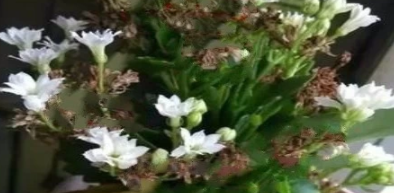 长寿花怎么养才能爆盆