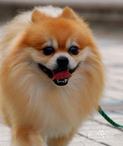 博美犬打喷嚏怎么办 建议让狗狗多喝水多休息