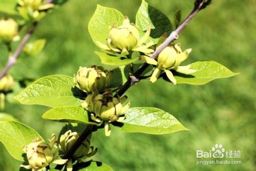 夏腊梅的种植方法和注意事项