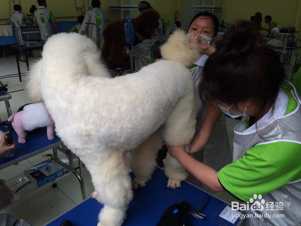 狗狗美容的要点