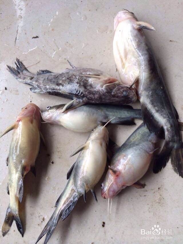 暴雨天气后，我们该怎么样预防鱼病？