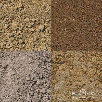 家庭种植--盆栽大蒜