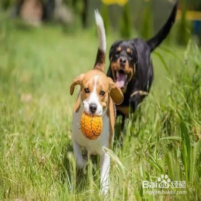 挑选狗狗玩具的注意事项