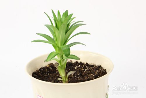 香水百合花期结束后应该怎么养 百度经验 香水百合花期结束后应该怎么养 百度经验