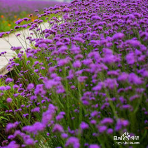 马鞭草种植后事项？