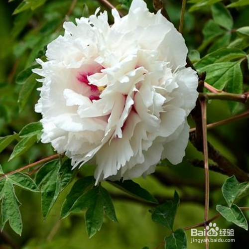 ​紫斑牡丹的种植技巧？