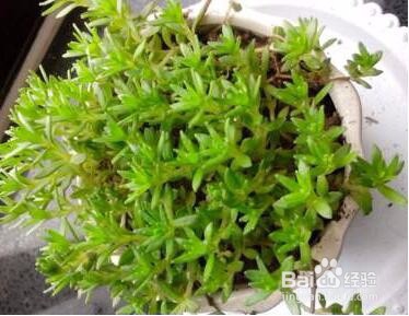 垂盆草的养殖方法和注意事项