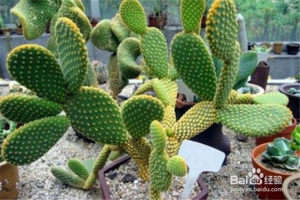 仙人掌的养殖方法和注意事项