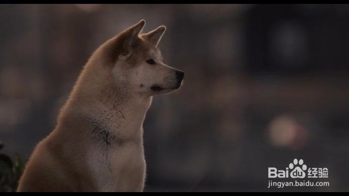 养宠物猫和狗有什么不同?