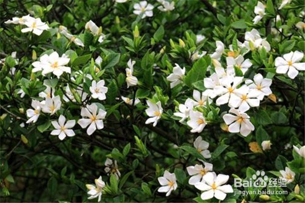 栀子花的养殖方法和注意事项有哪些?