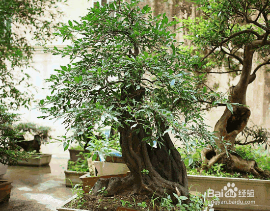 组合盆栽种植的七要素