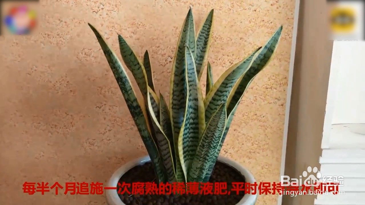 虎皮兰的养殖方法和注意事项