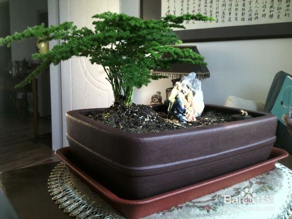 文竹养殖应注意什么