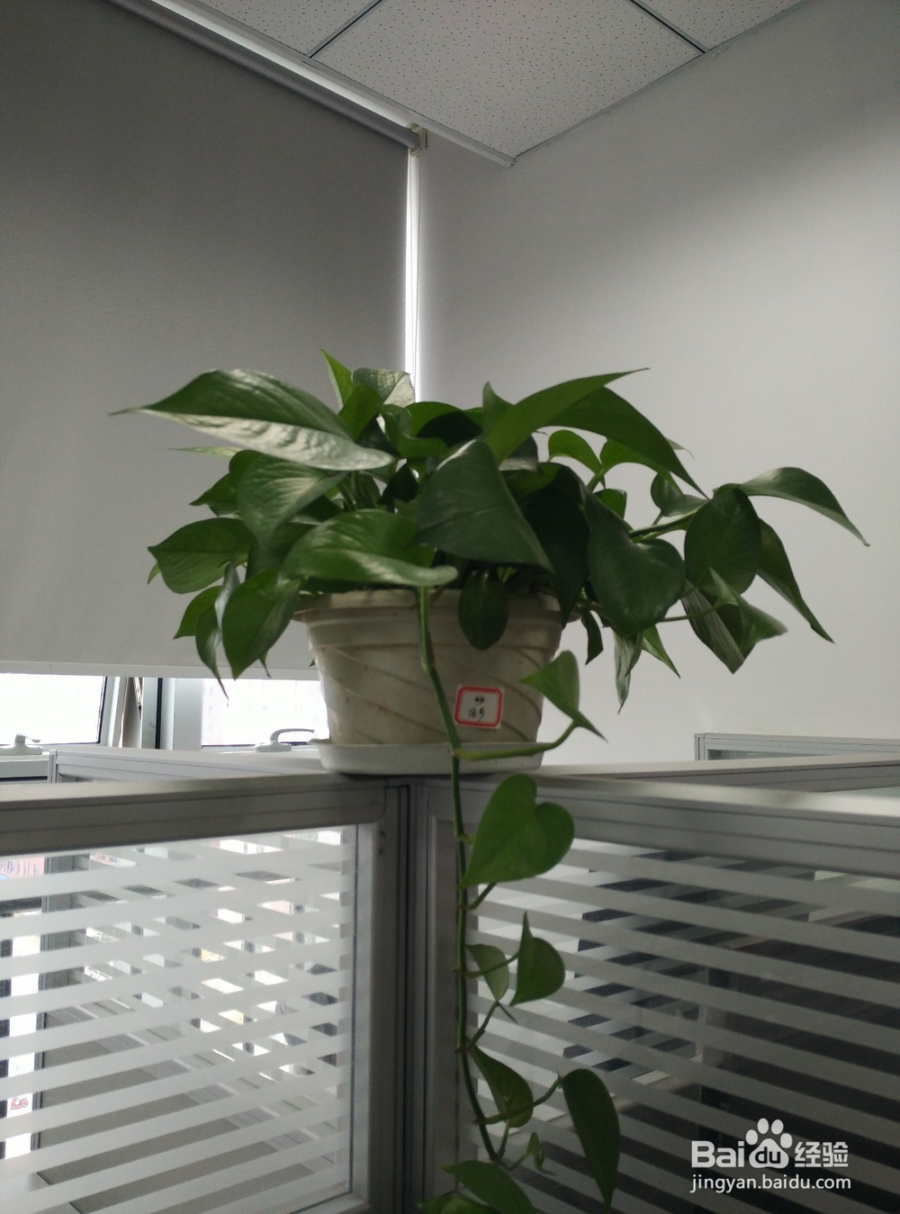 怎么提高办公室绿萝的成活率?