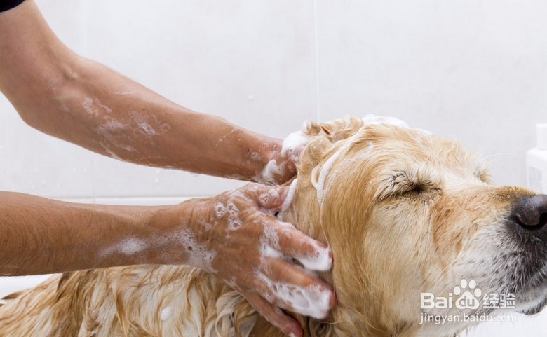 猫猫狗狗身上有跳蚤什么办