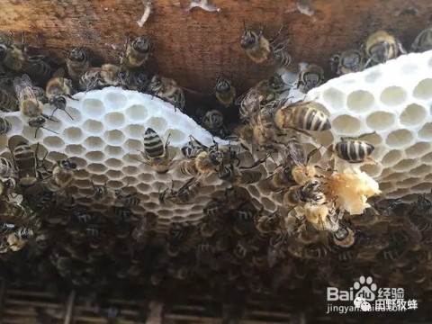 浓缩蜂蜜和成熟蜂蜜有什么区别