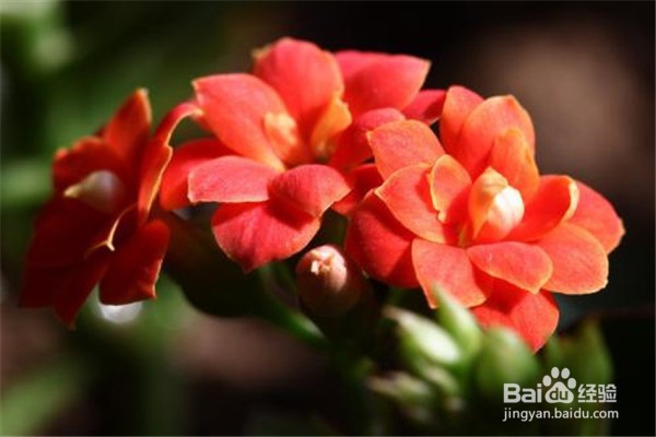 长寿花的养殖技巧和注意方法有什么?