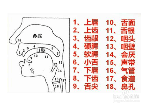 n和l的发音的窍门