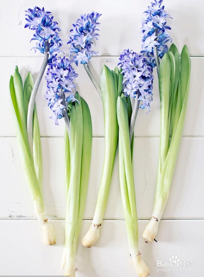 百合花如何养护?