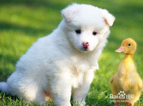 博美犬打喷嚏怎么办 建议让狗狗多喝水多休息