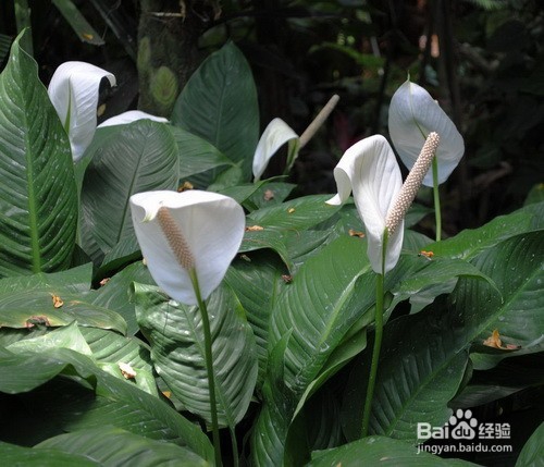 哪些植物去甲醛最好