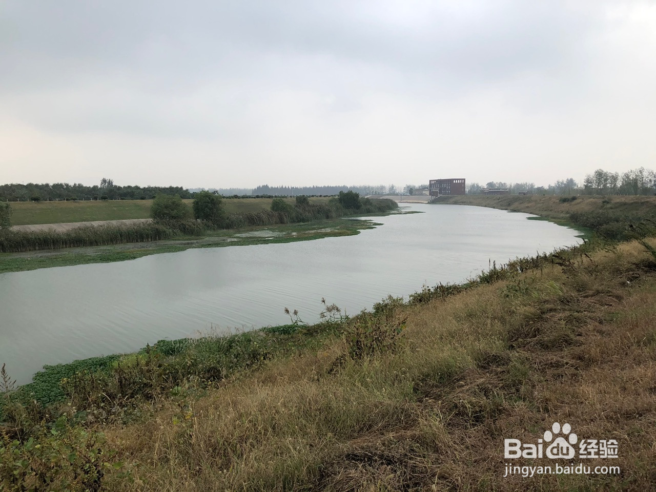 椒傲的鲫鱼的做法