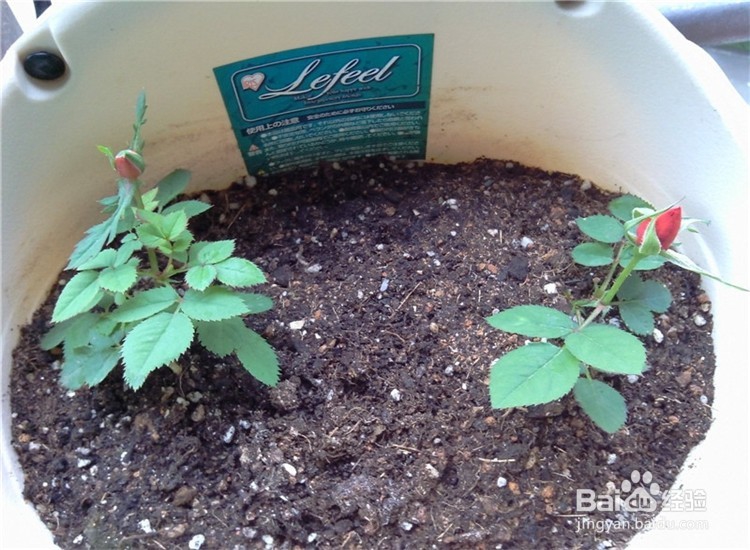月季从播种到发芽、长叶、开花的全过程